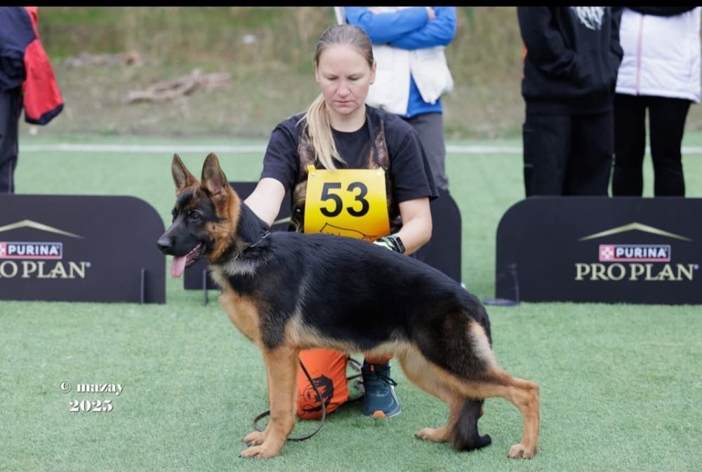 Немецкая  Овчарка