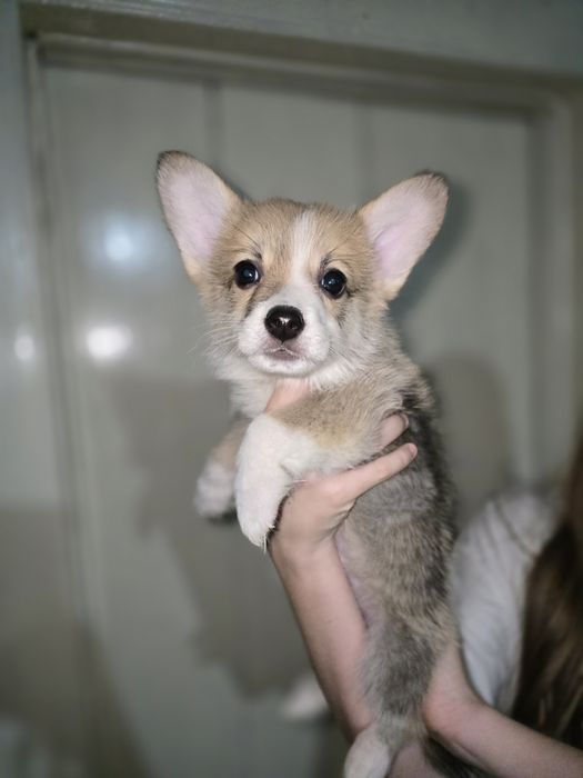 Вельш корги пемброк