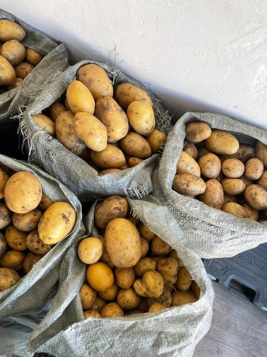 Продам домашнюю картошку