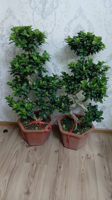 Бонсай фикус . комнатные цветы
