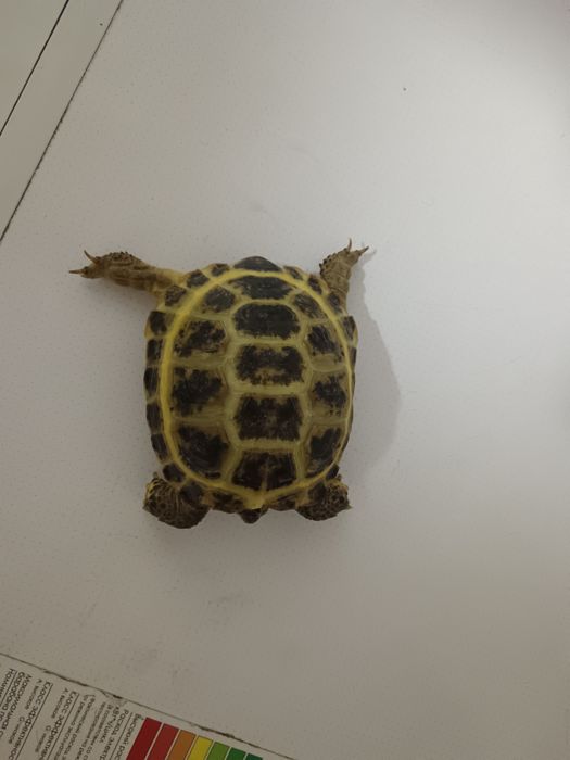 Сухопутная черепаха