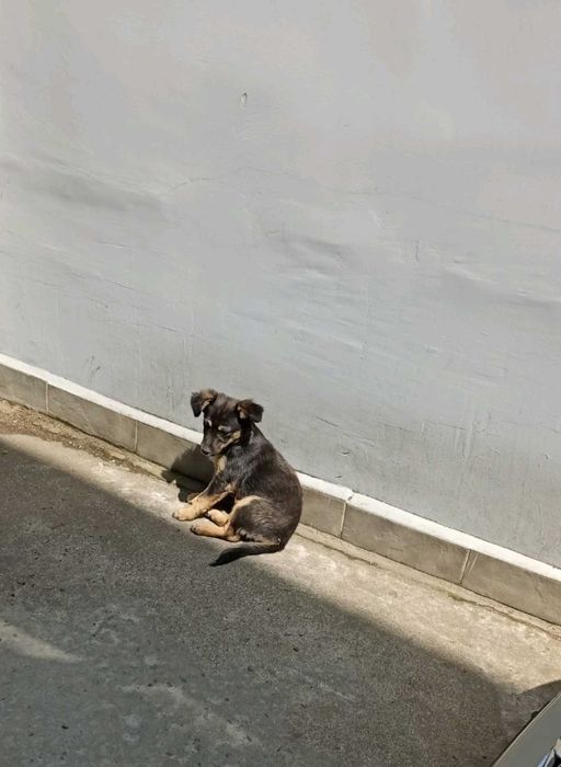 подарявам кучета