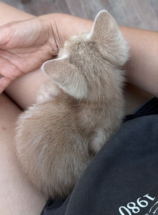 Котенок мальчик в добрые руки