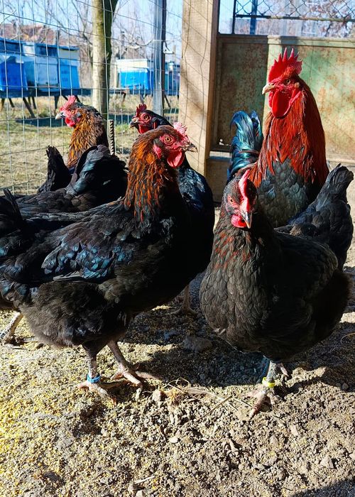 Ouă incubat găini marans și araucana