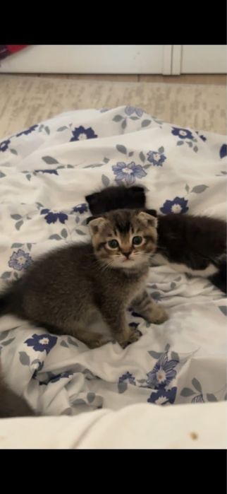 Котяты, мысык 4