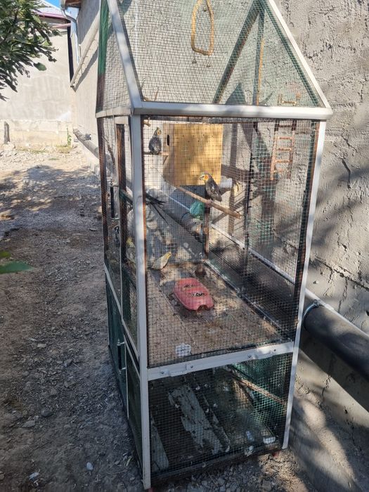 Qushlar sotiladi 1 para qolganlari bollari sog'lom qushlar srochna 975