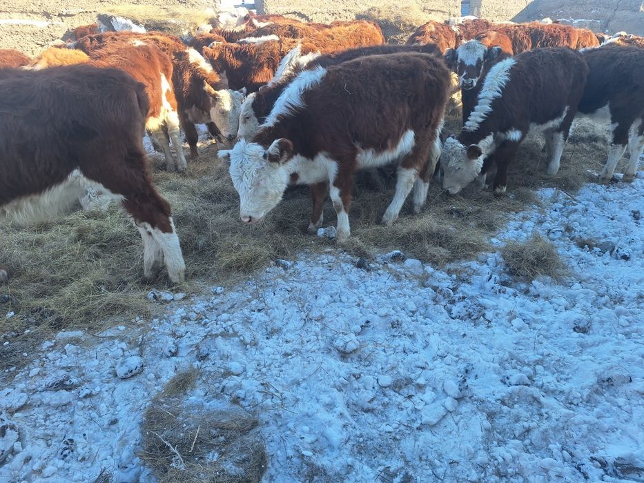 Ассалау магалейкум агайын.колдануга 7.8 басбаспак