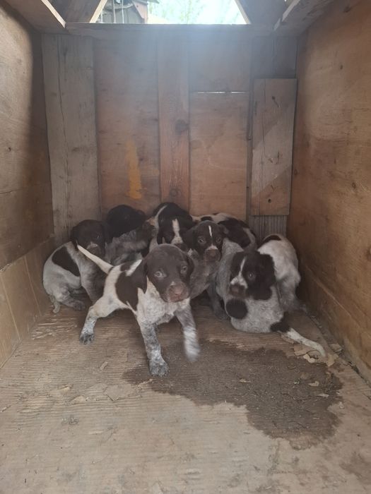 дратхаар щенок алматы