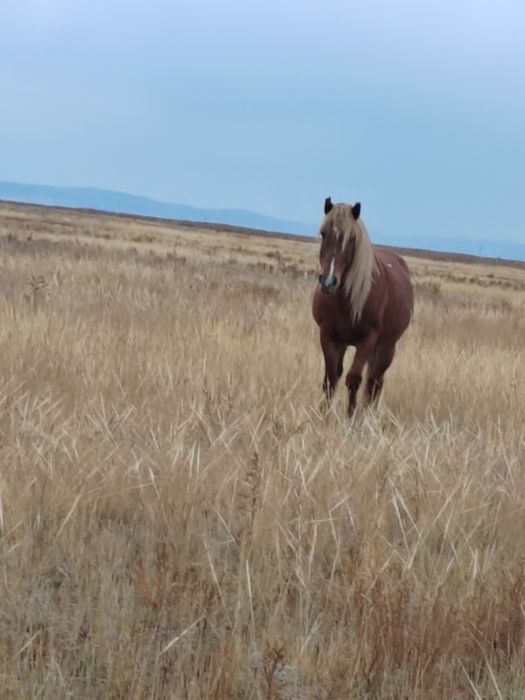 Айғыр, конь, Айгыр