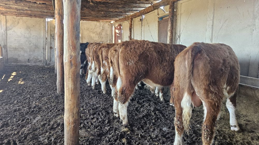 17 бас бұқа жемделген