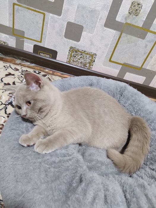 Scottish Strayt 4 oylik. seriy rangli sotiladi