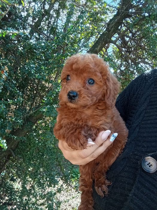 Baietel Pudel jucarie