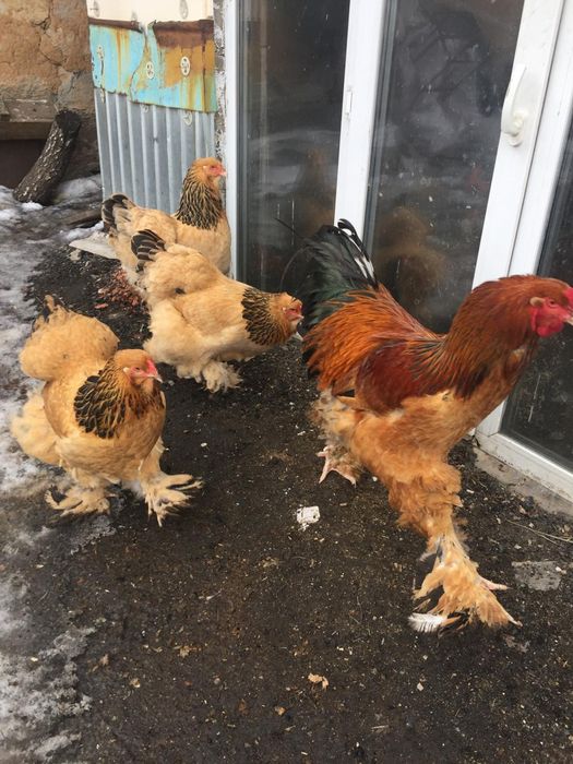 Чистопордные циплята Брама