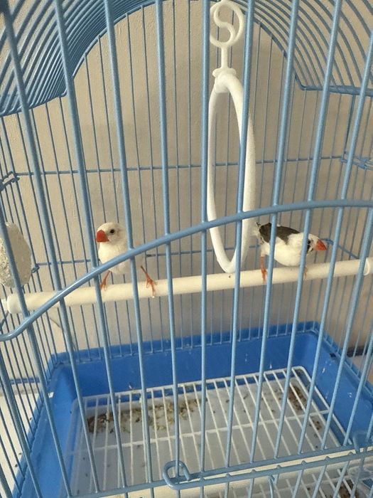 Құс сатылады әдемі таза