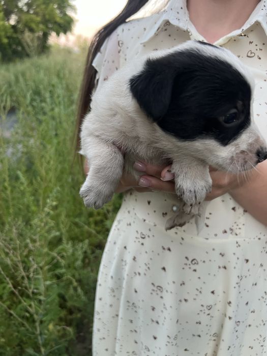 Отдам щенят даром