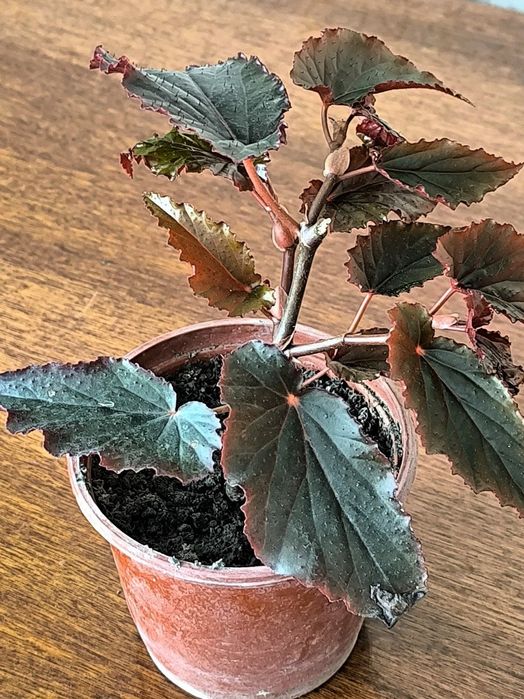 Хар хил турдаги гулларимиз бор