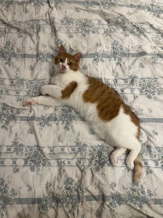 Мъжка кастирана котка