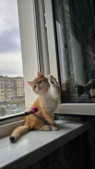 Mushuk золотая шиншила британский мальчик