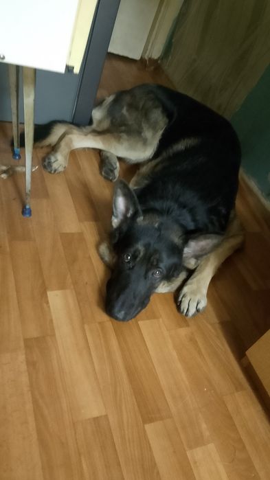 Восточно европейская овчарка