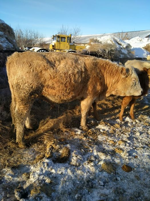 КРС. Продам 5 быков