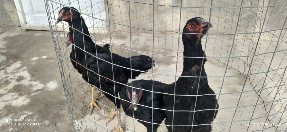 Дакан макиёнла бор