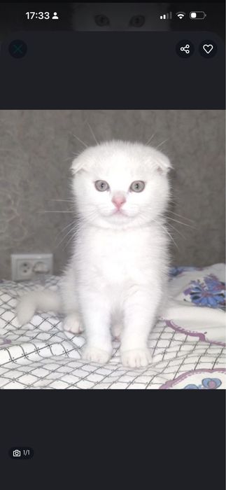 Белый котенок скоттиш фолд