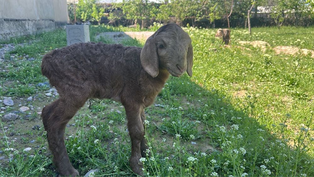 2 еркек гиссар козы