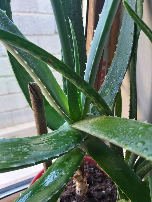 Алое лечебный 7 лет