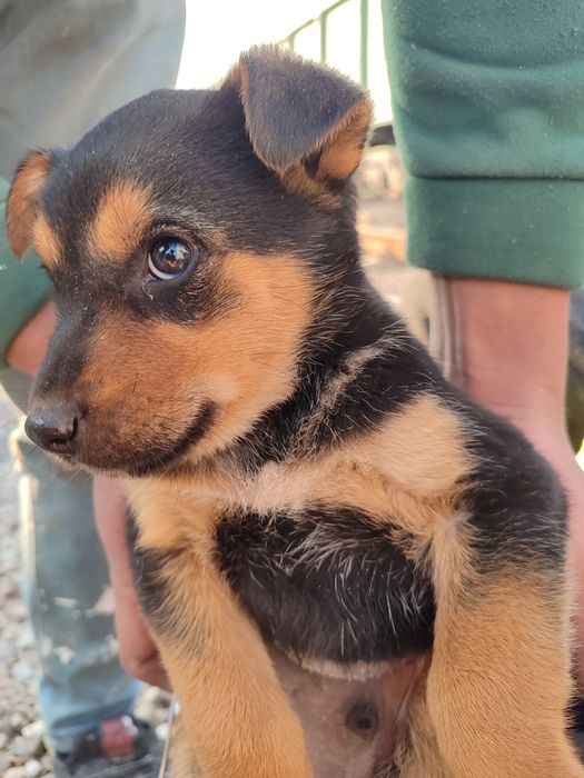 Nemis kuchuk otasi bares 17 kunlik 3 kun boʻldi uzbga kelganiga