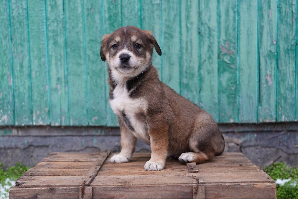 Бебета кученца търсят дом!