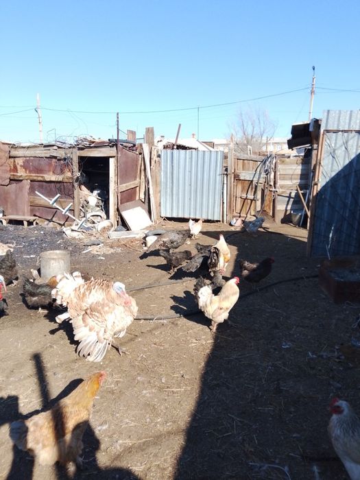 Срочно продается.