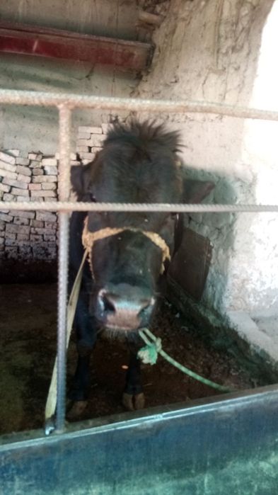 Boqilgan novvoslar bor