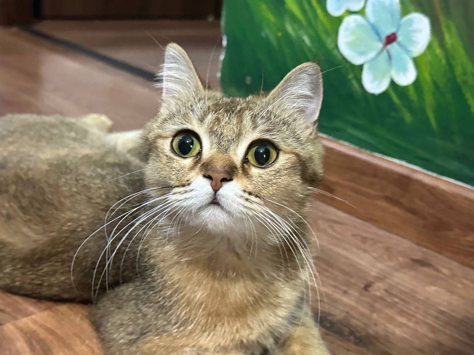 Котята британские шиншиллы