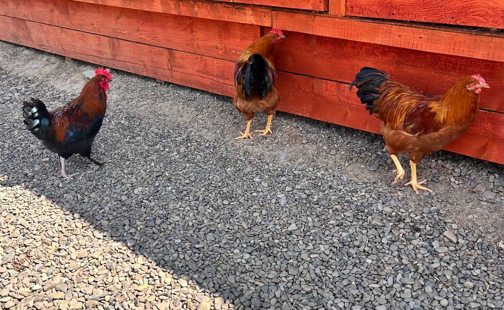 Cocoși New Hampshire și Marans