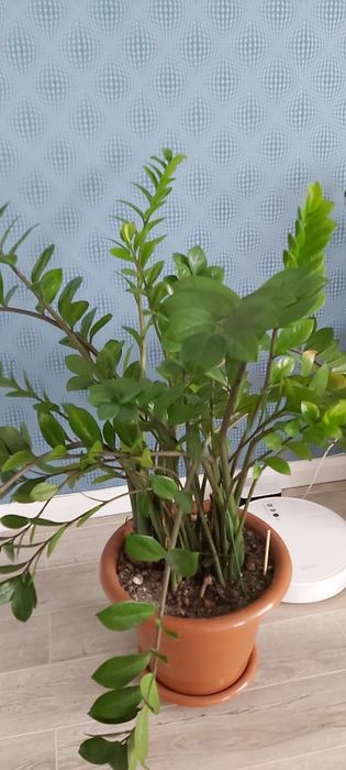 Продам комнатный цветок