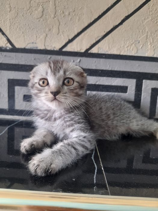 Shotlandski o‘ģil bola va qiz bola