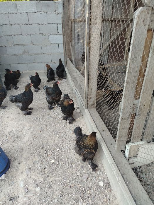 Продам куры конхинхин