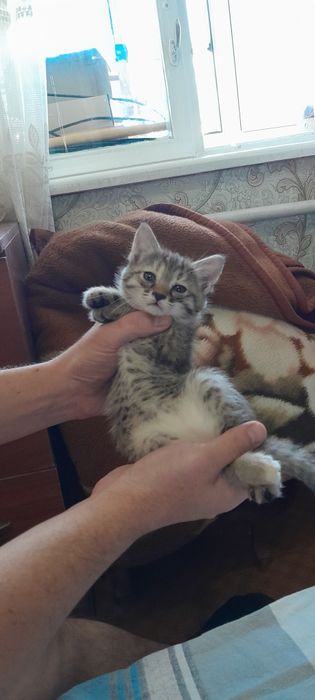 Отдам котят даром в добрые руки