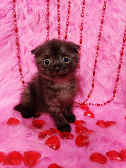 Продам шотландскую вислоухую девочку