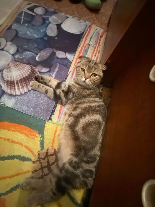 Продам котят вислоухие шотлпндцы