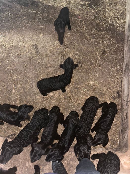 Сут ишетин козылар