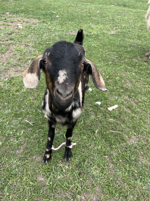 нубинский ешкі коза