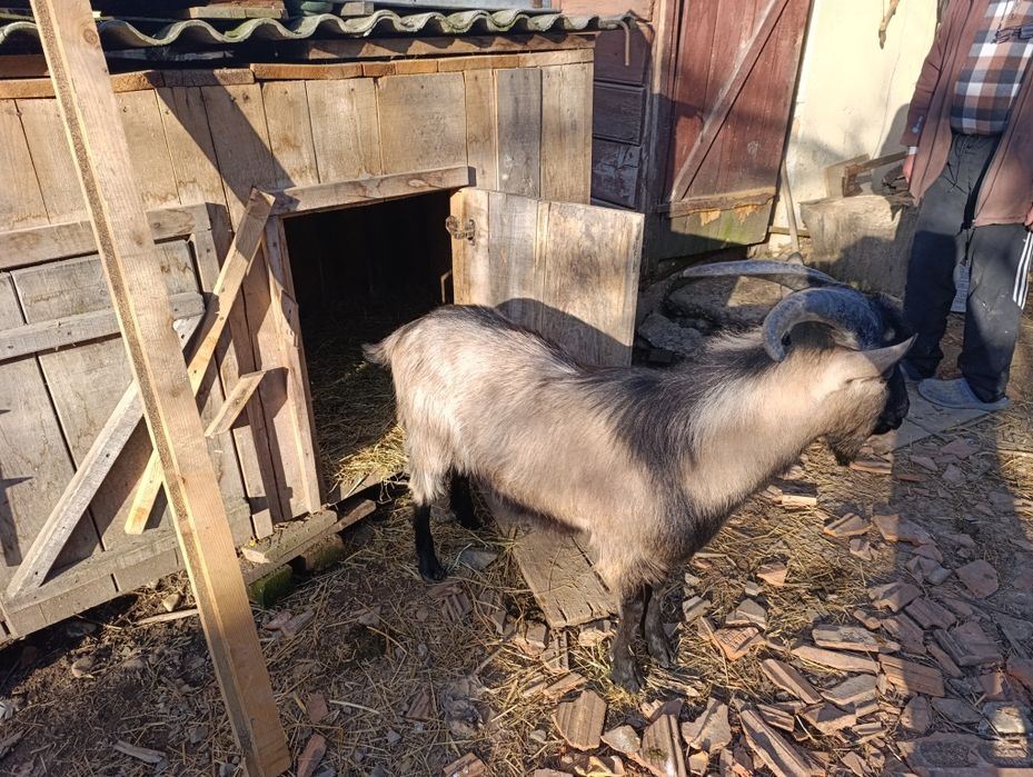 De vanzare Tiap de 1an