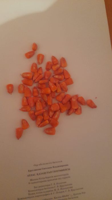 Семена кукуруза 15кг ФАО500