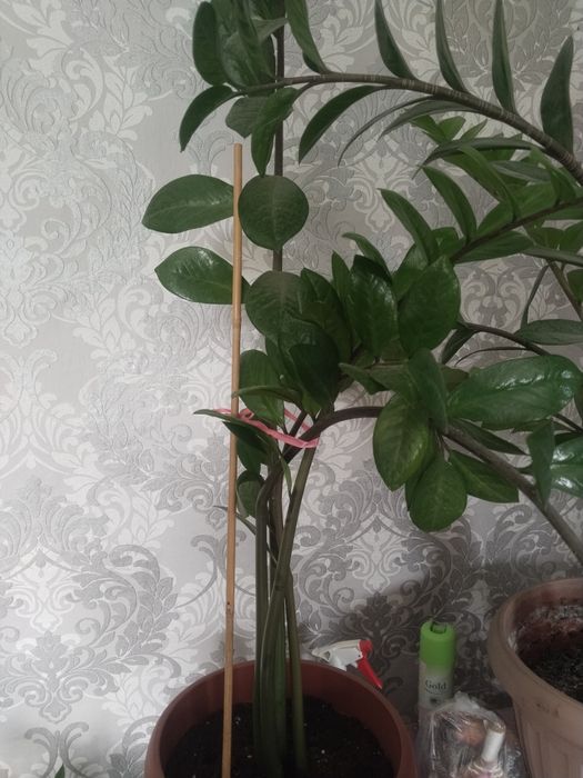 Продаю растения,недорого