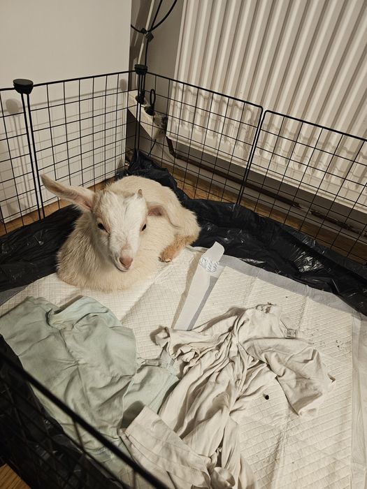 Ied de vânzare micuț