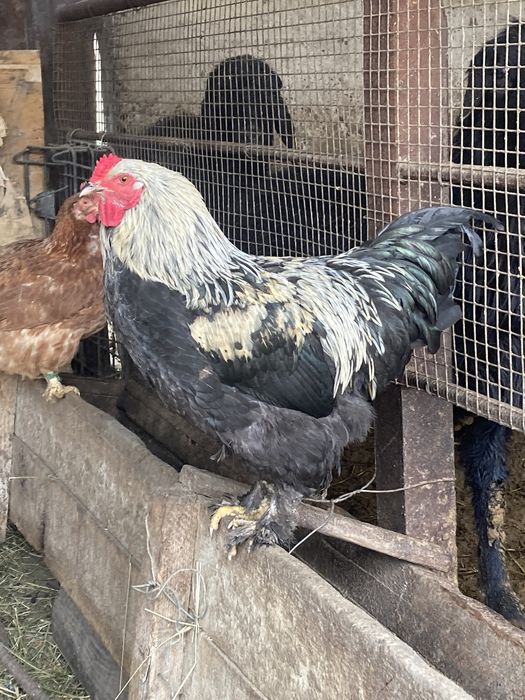 Мэри Элизабет Уинстед порно видео