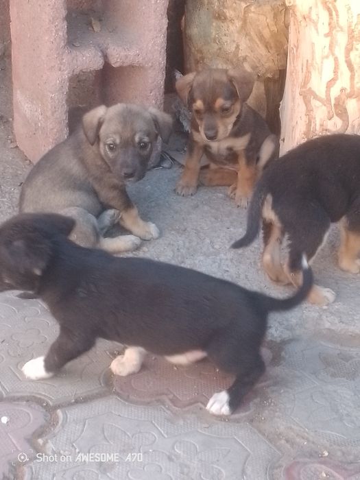 Щенята звонки от хороших собачек