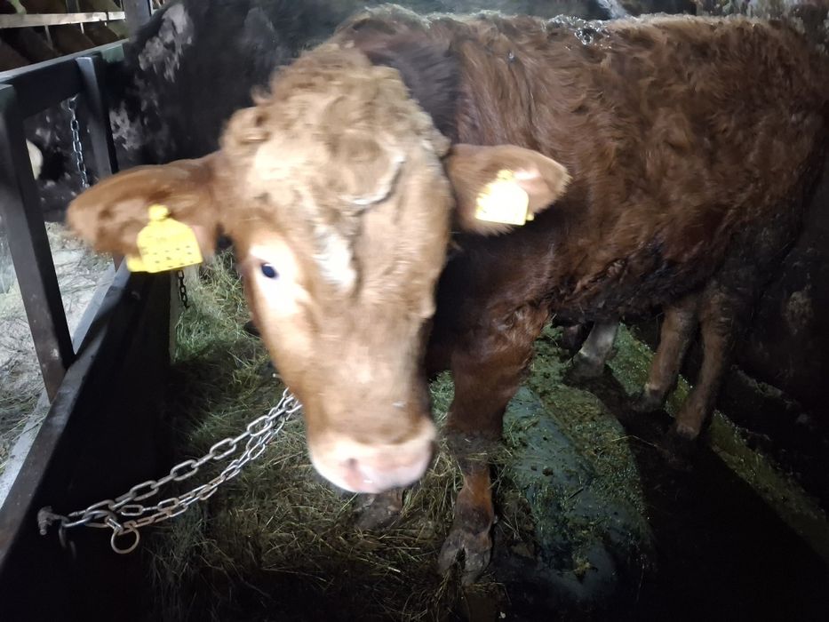 Vând vițel limuzin