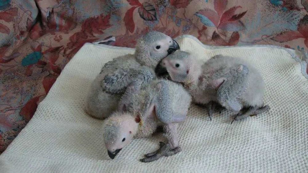 Папагали Кралско жако -ръчно хранени